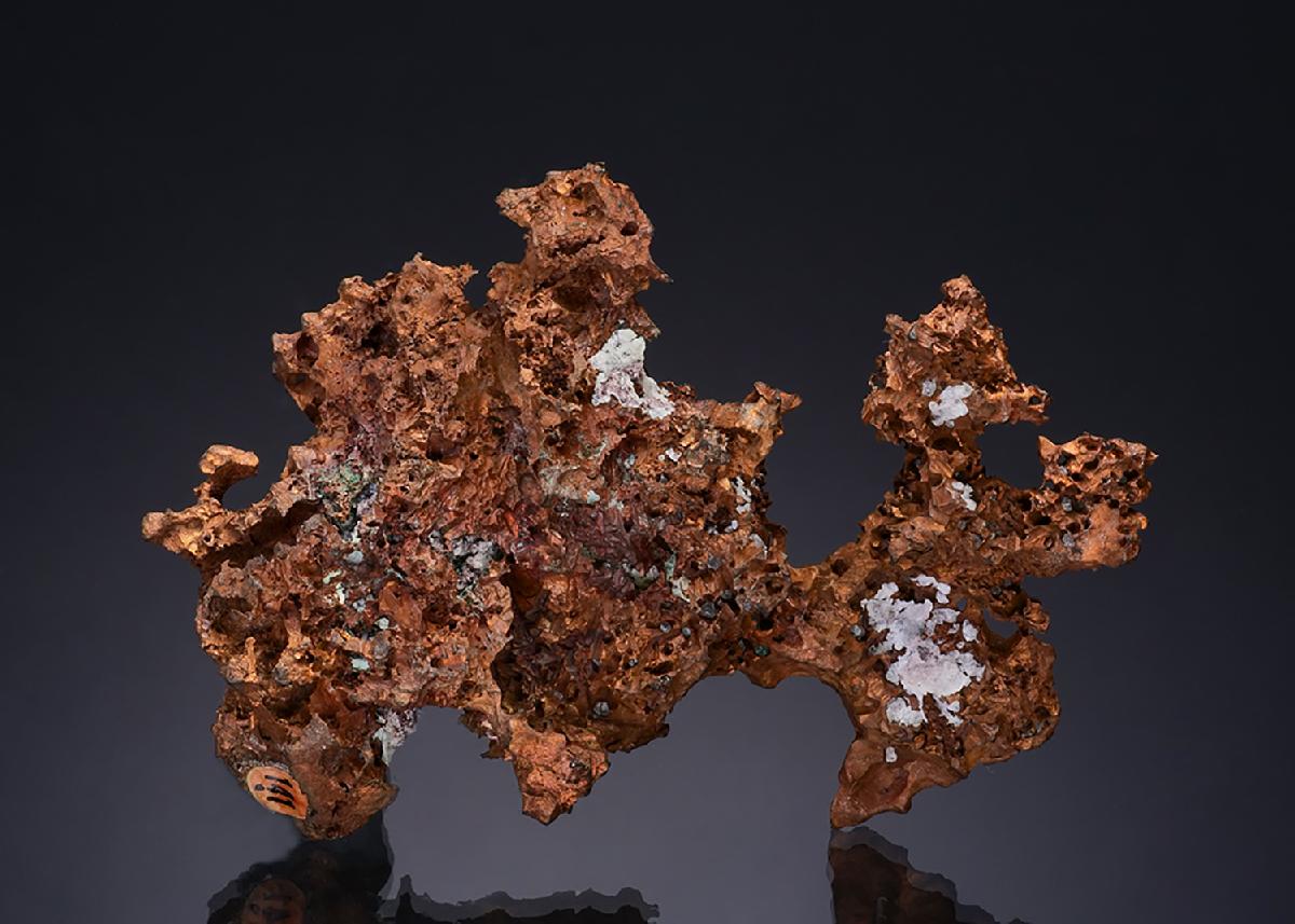 CC49876 specimen image