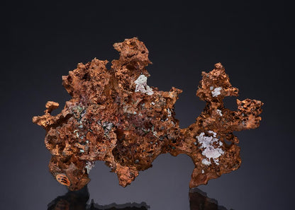 CC49876 specimen image
