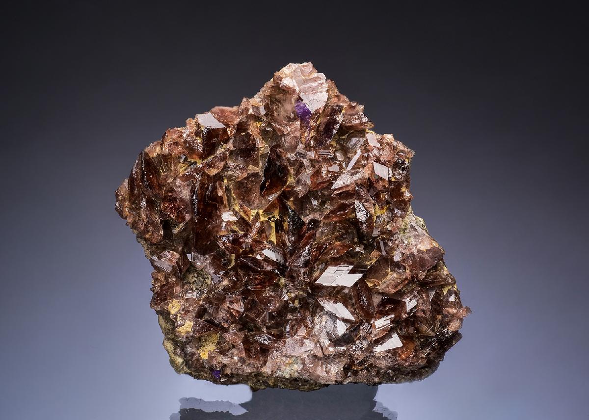 CC49906 specimen image