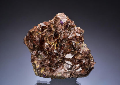 CC49906 specimen image