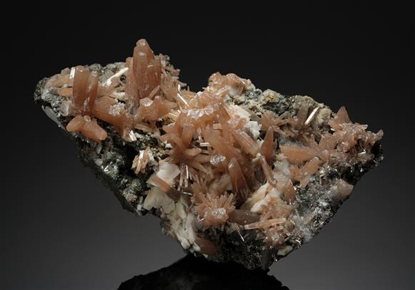 CC4994 specimen image