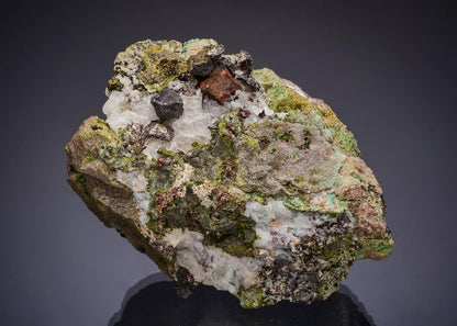 CC49940 specimen image