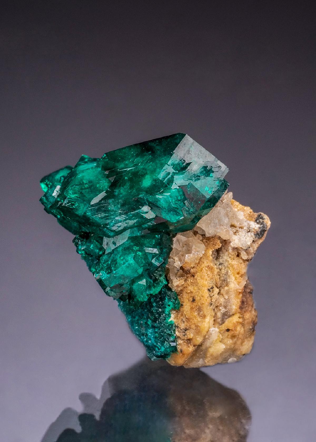 CC49998 specimen image