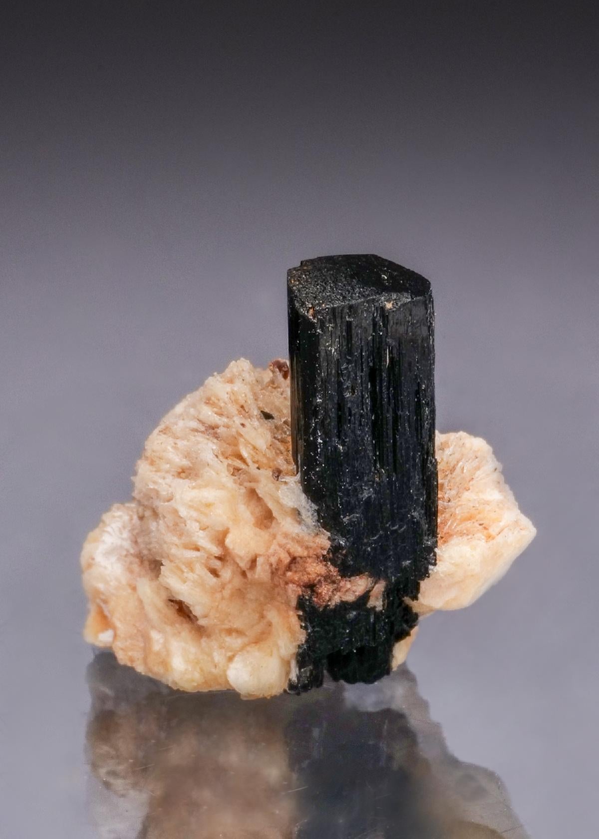 CC50002 specimen image