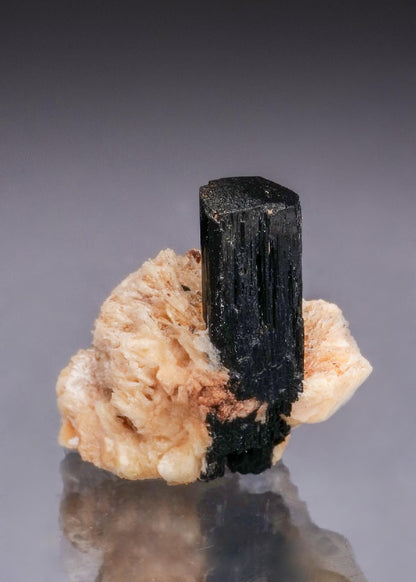 CC50002 specimen image