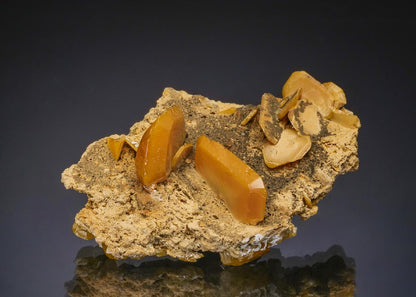 CC50028 specimen image