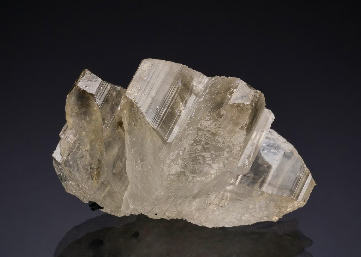 CC50130 specimen image