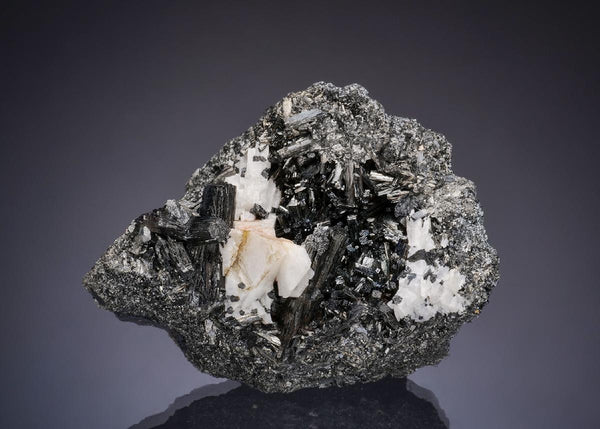 CC50178 specimen image