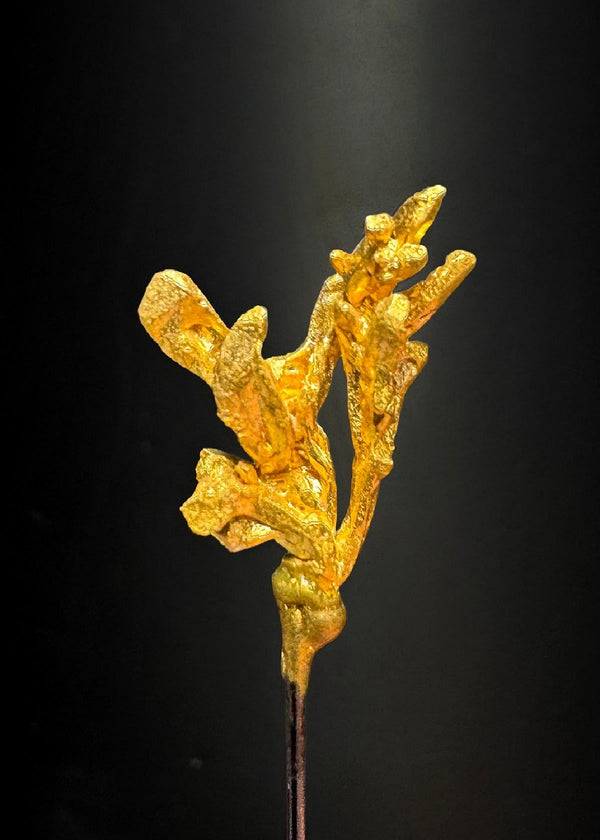 CC50268 specimen image