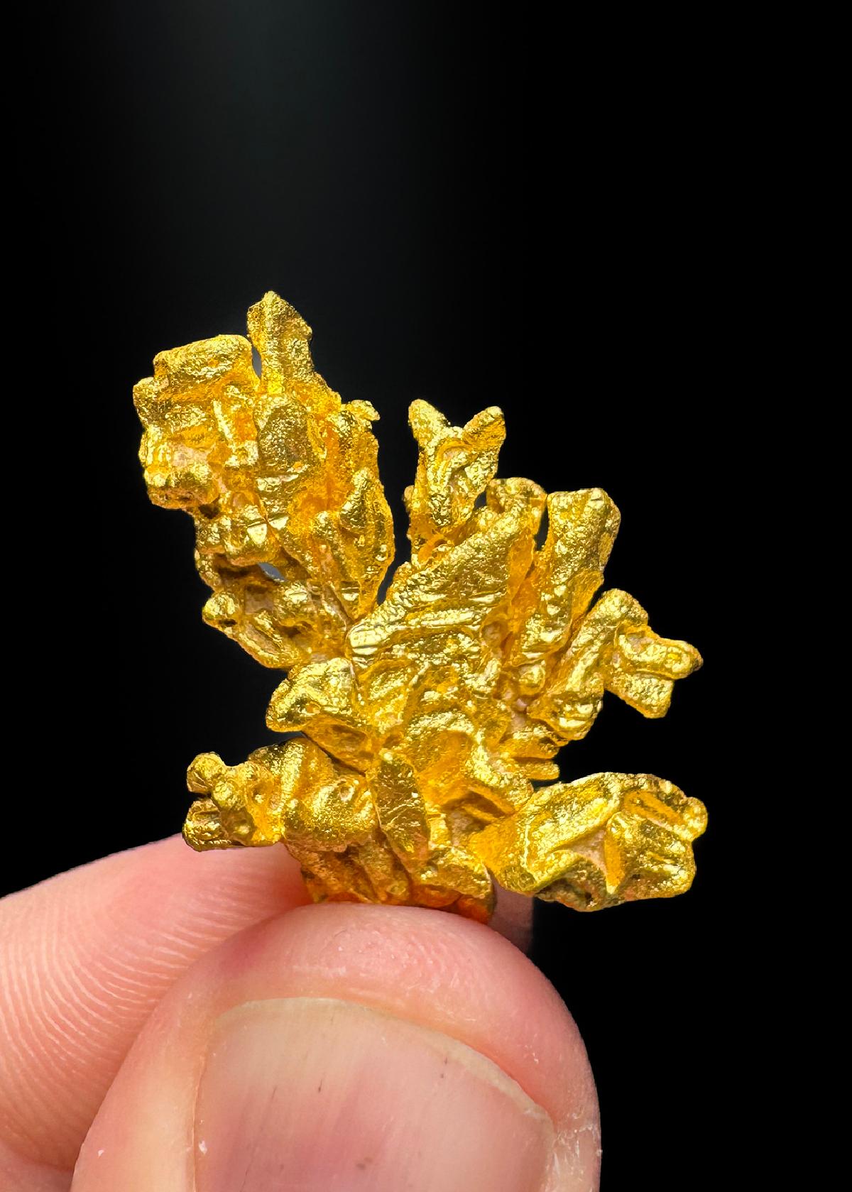 CC50428 specimen image