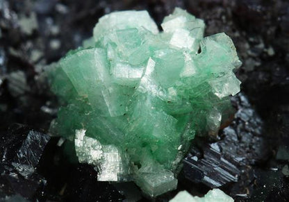 CC5071 specimen image