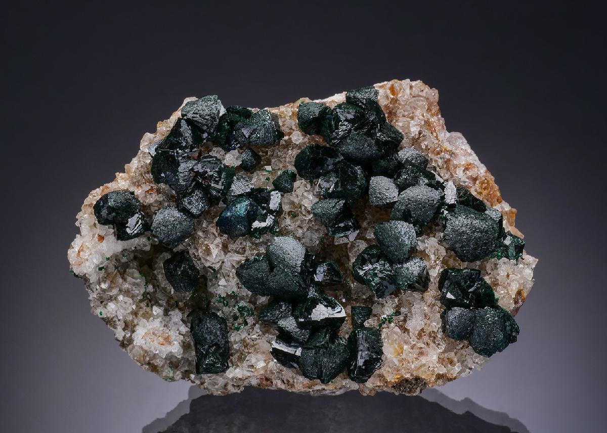 CC50878 specimen image