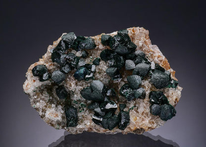 CC50878 specimen image