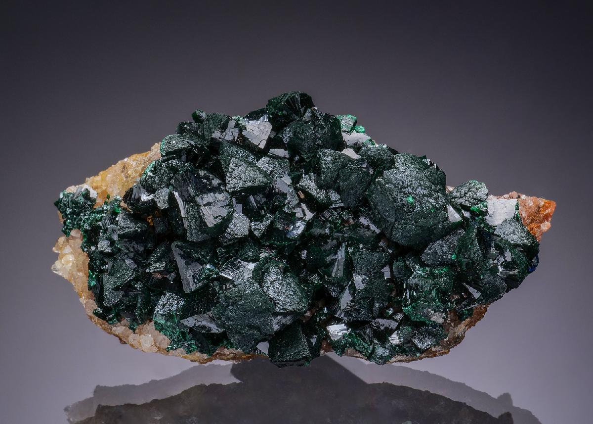 CC50900 specimen image