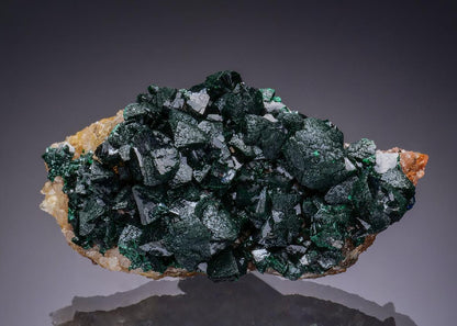 CC50900 specimen image