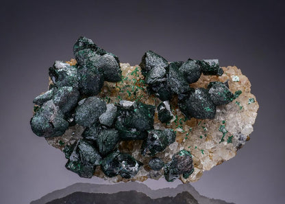 CC50902 specimen image