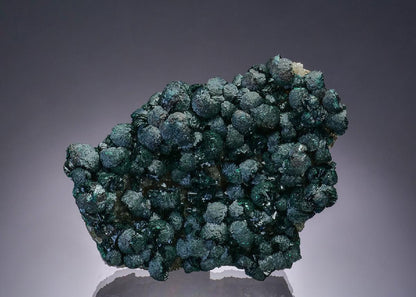 CC50954 specimen image