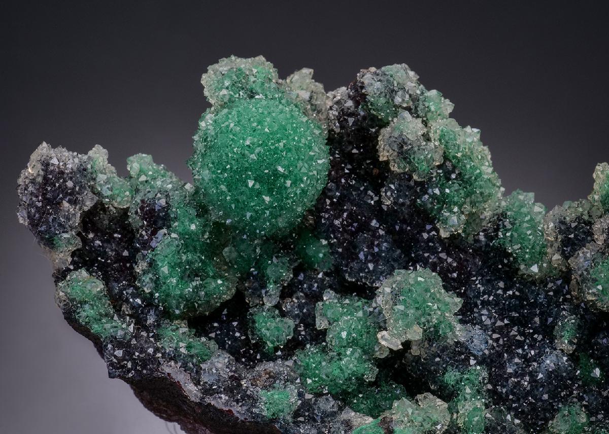 CC50956 specimen image