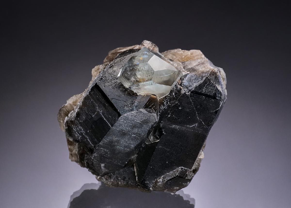 CC51550 specimen image