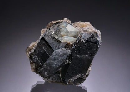 CC51550 specimen image