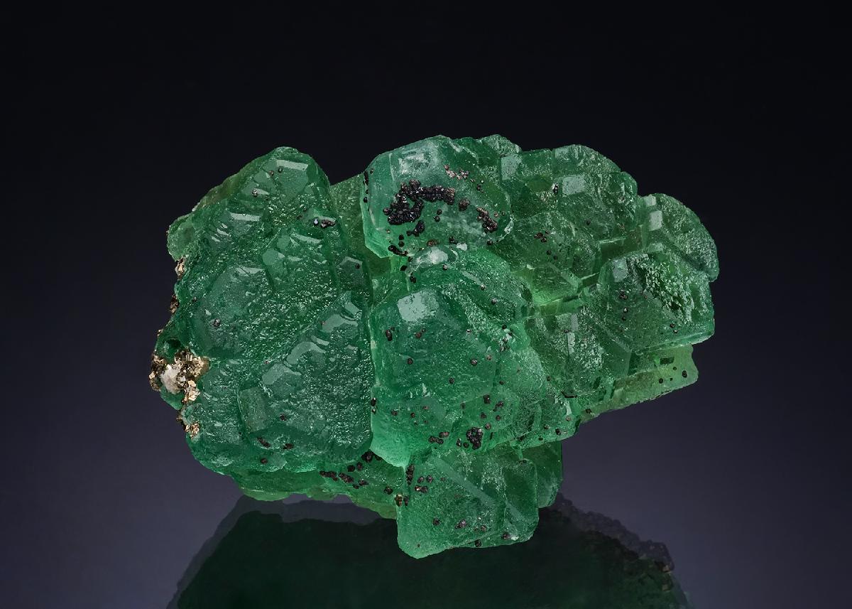 CC51588 specimen image