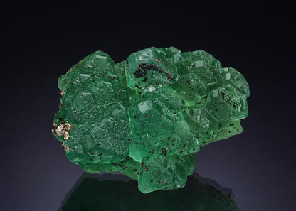 CC51588 specimen image