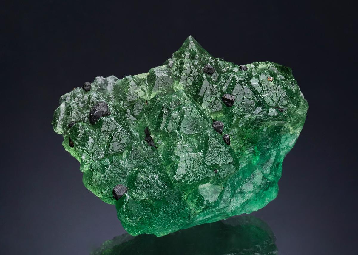 CC51612 specimen image