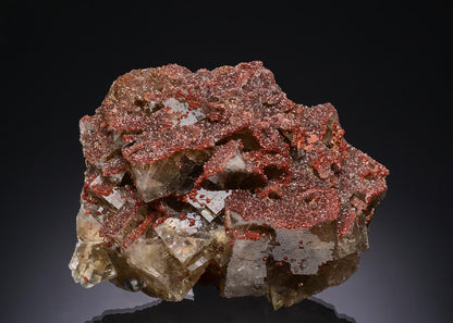 CC51662 specimen image