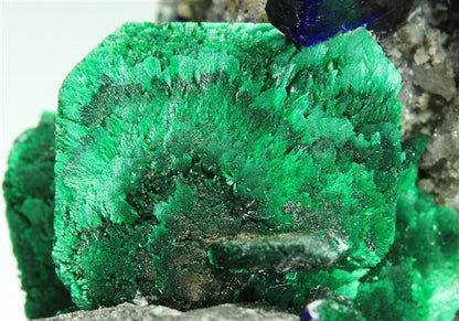 CC5168 specimen image