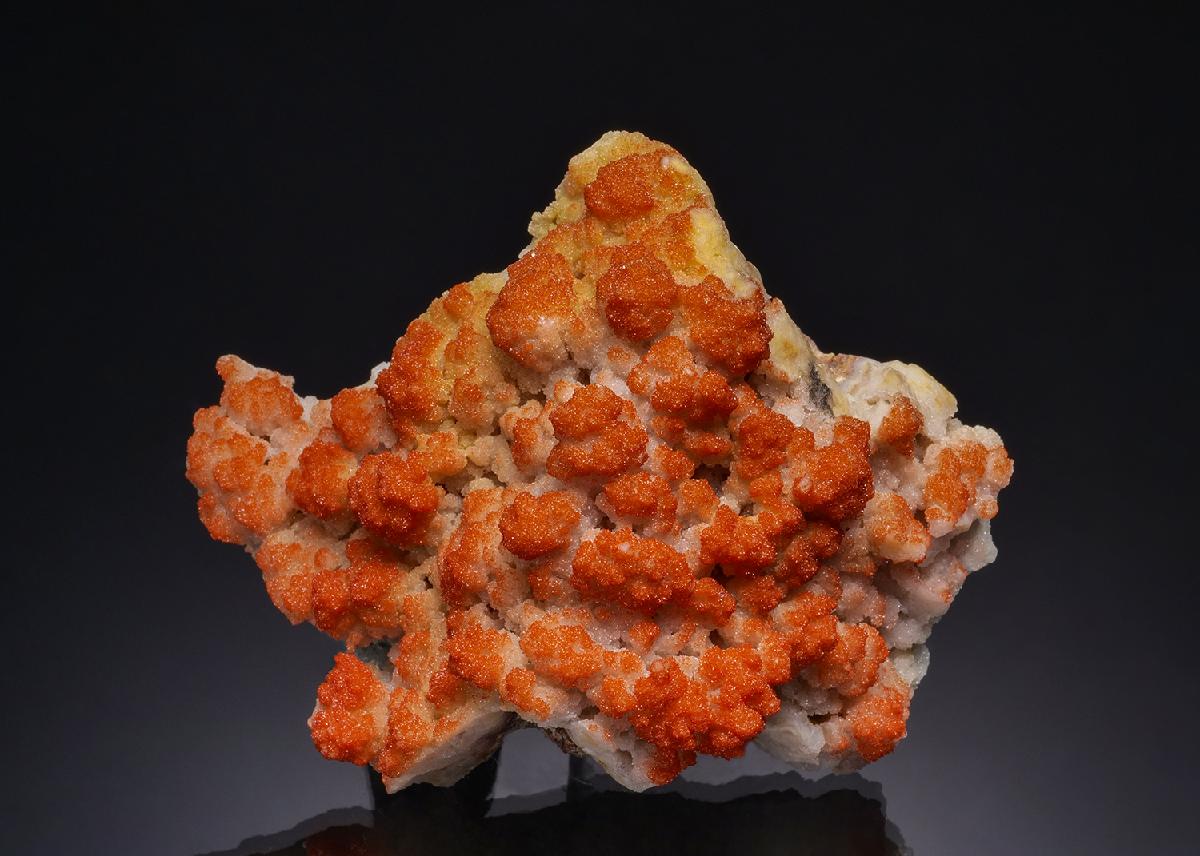 CC51694 specimen image