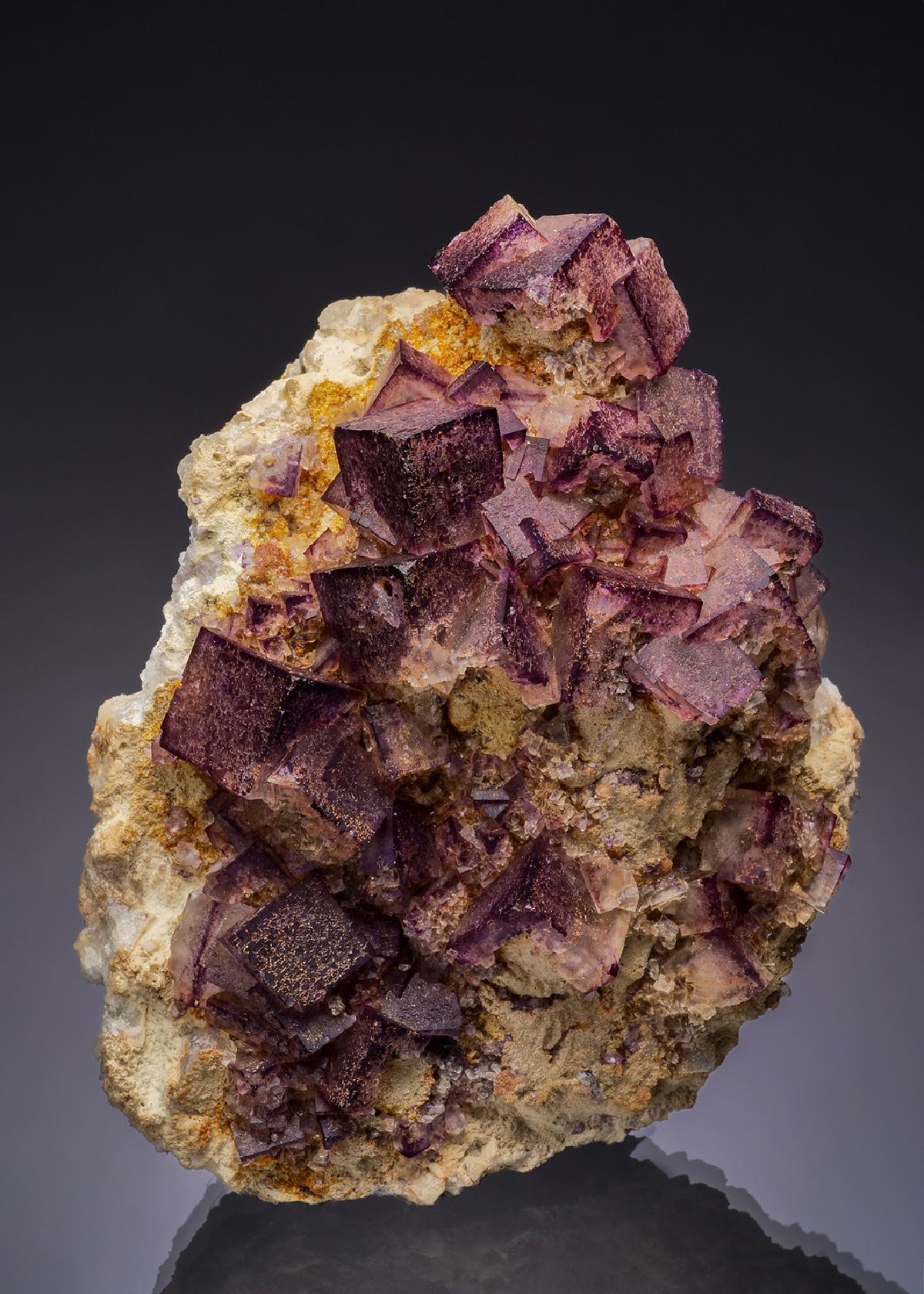 CC51774 specimen image