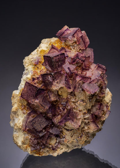 CC51774 specimen image