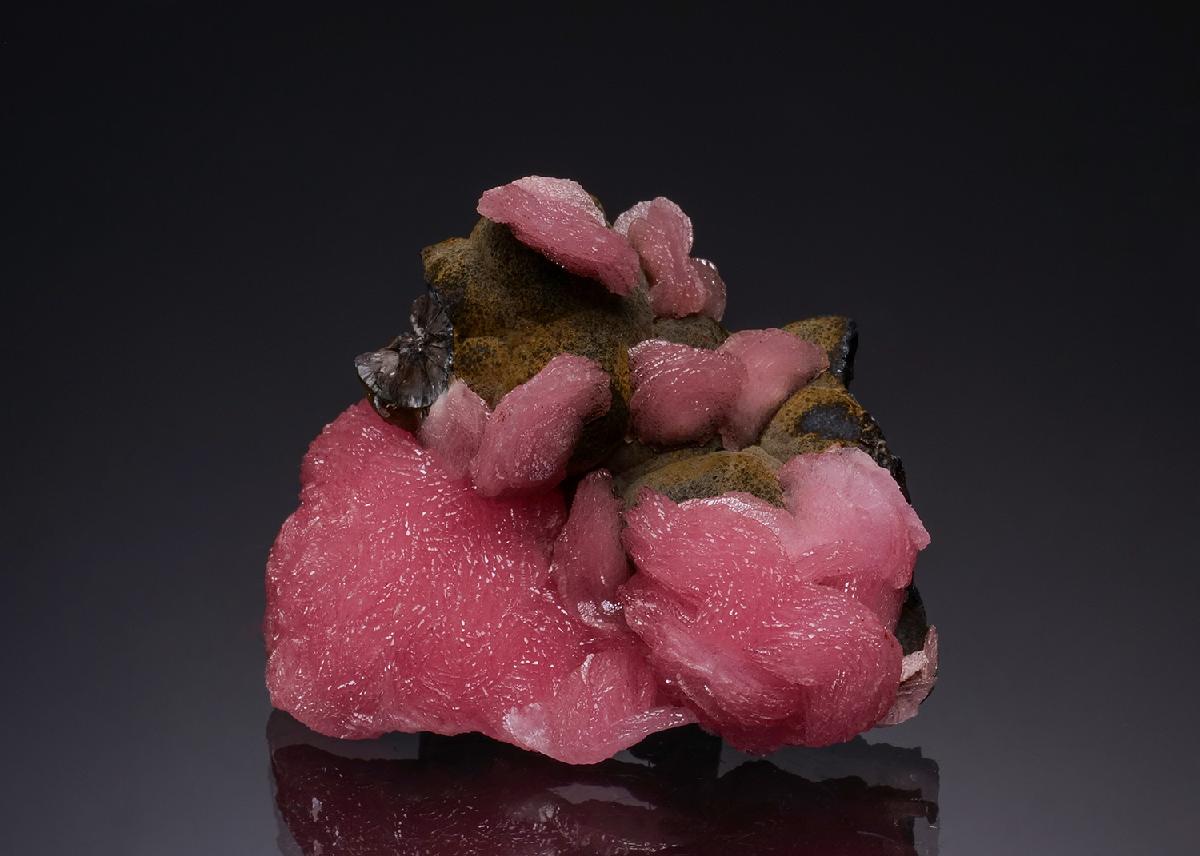 CC51856 specimen image