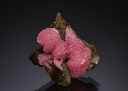CC51860 specimen image