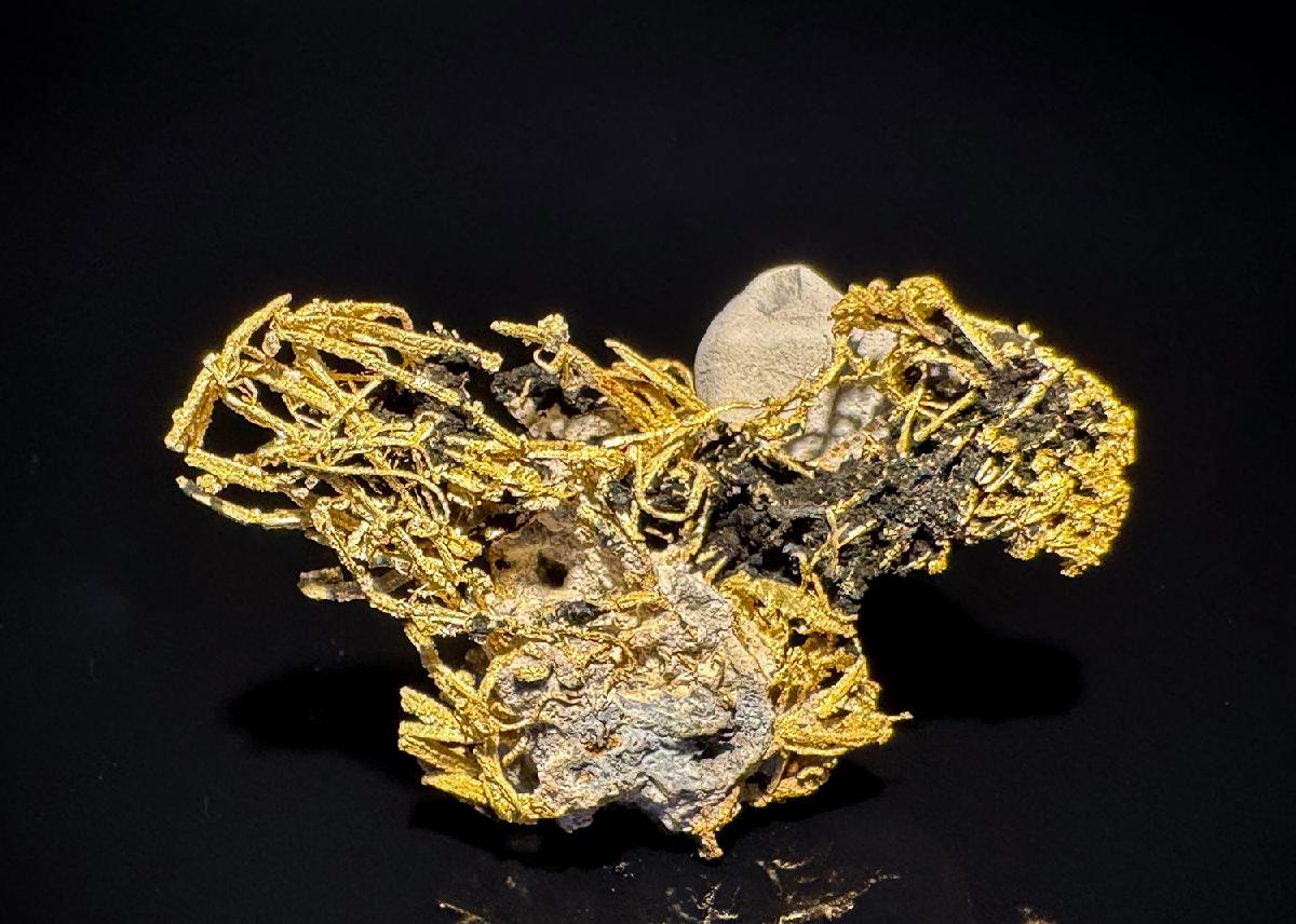 CC51886 specimen image
