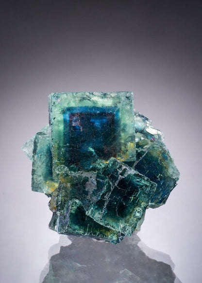 CC51920 specimen image