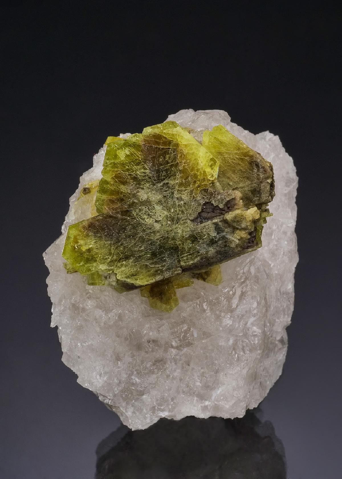 CC51994 specimen image
