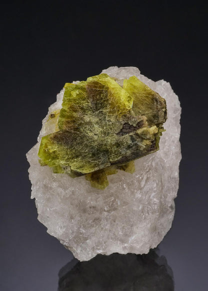 CC51994 specimen image