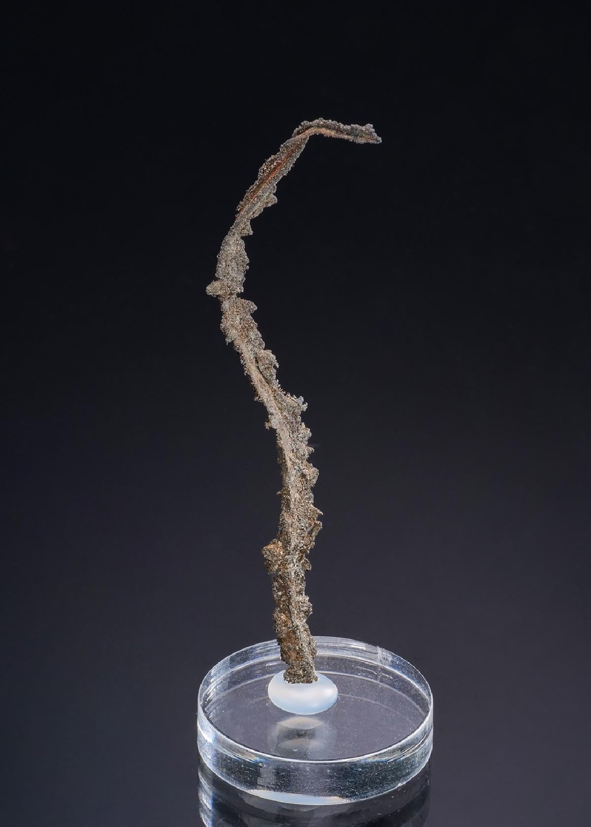 CC52316 specimen image