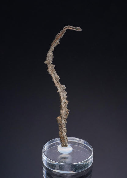 CC52316 specimen image