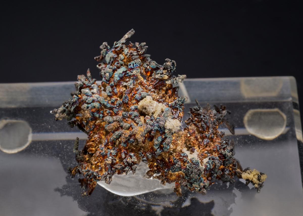 CC52330 specimen image