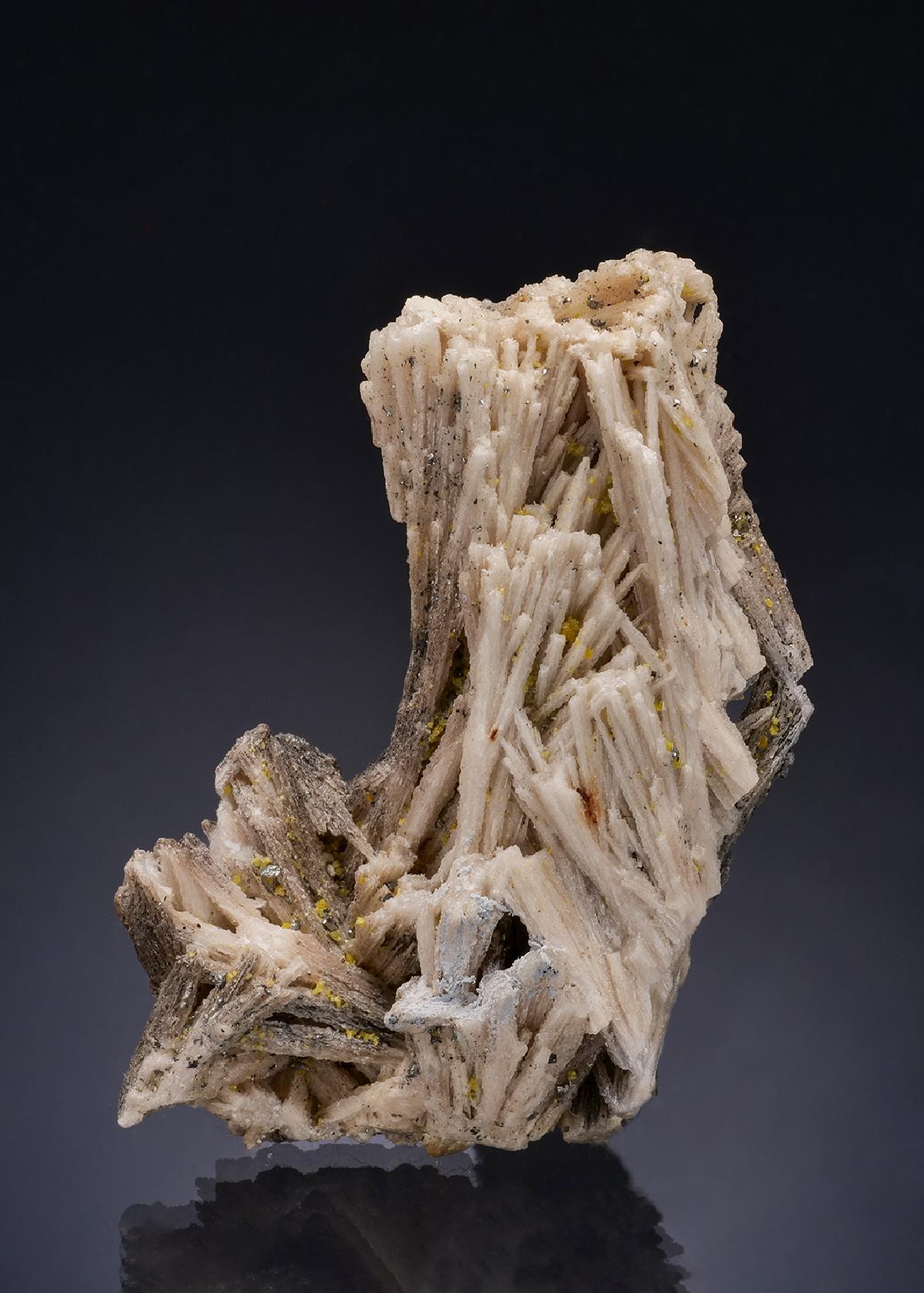 CC52332 specimen image