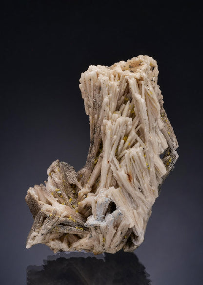 CC52332 specimen image