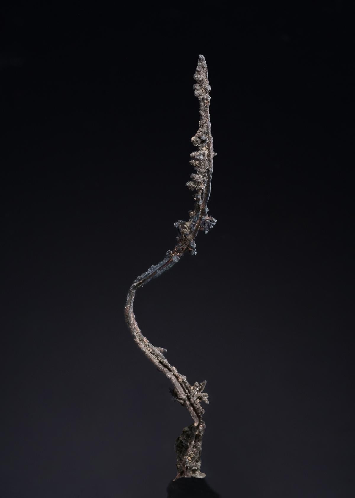 CC52338 specimen image