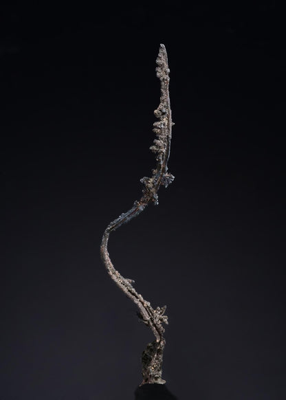CC52338 specimen image