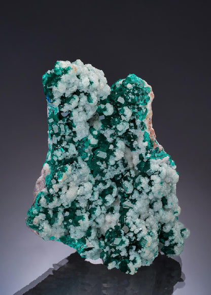 CC52934 specimen image