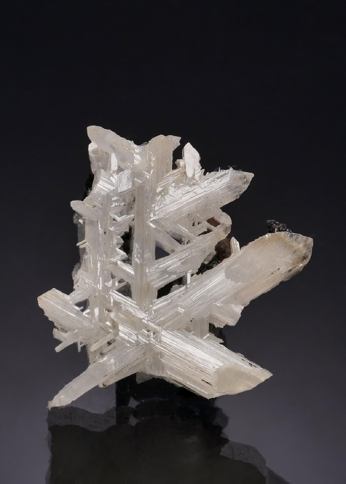 CC53210 specimen image