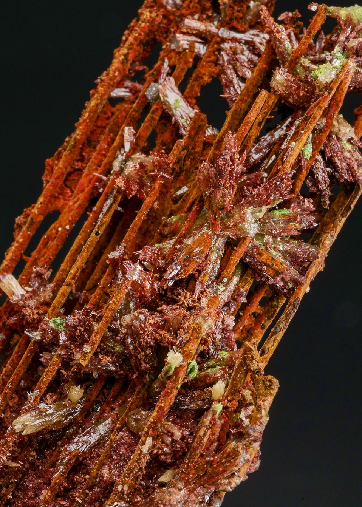 CC53228 specimen image