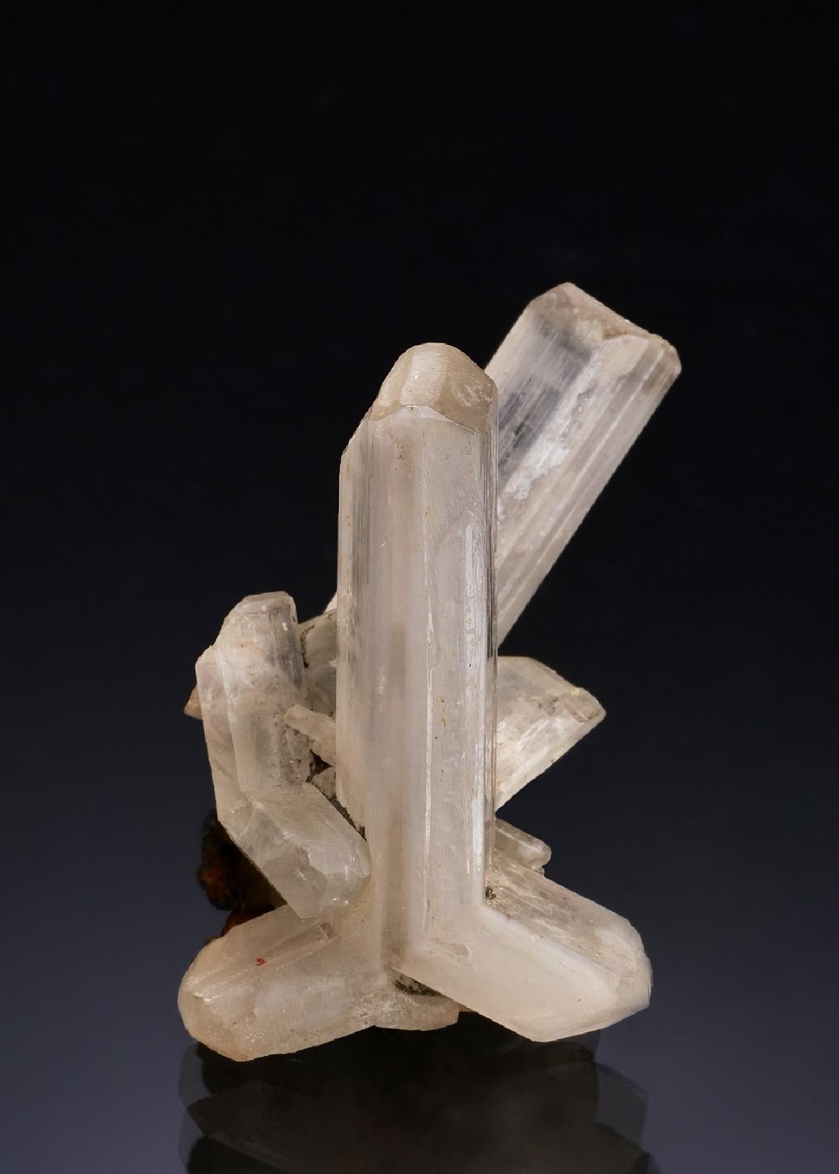 CC53258 specimen image