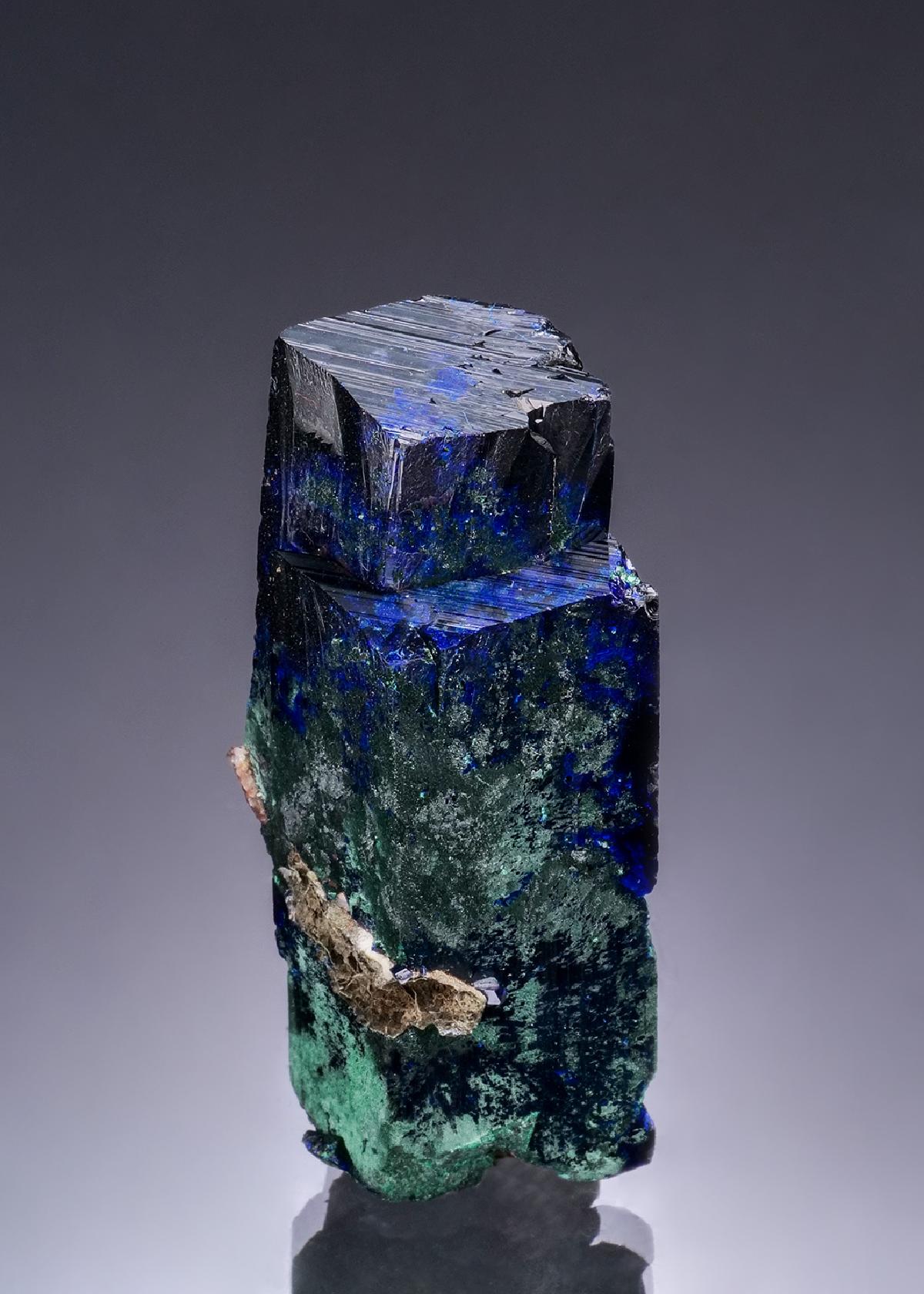 CC53282 specimen image